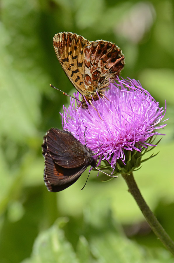 Boloria (Clossiana) titania